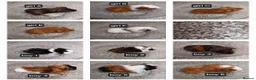 Guinea Pig rodents for sale: Baby guineapigs ready now  - Advert 1