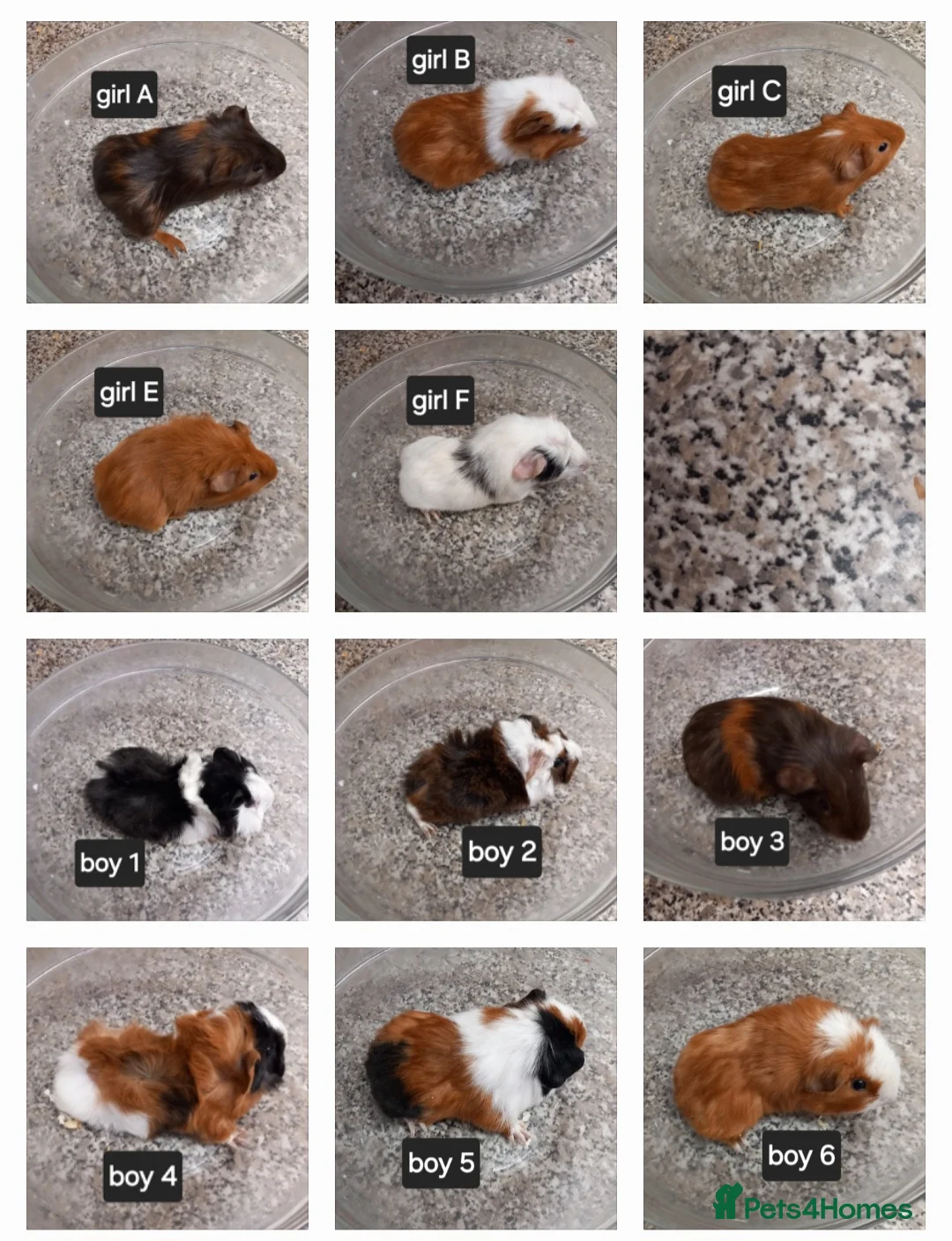 Guinea Pig rodents for sale: Baby guineapigs ready now  - Advert 1