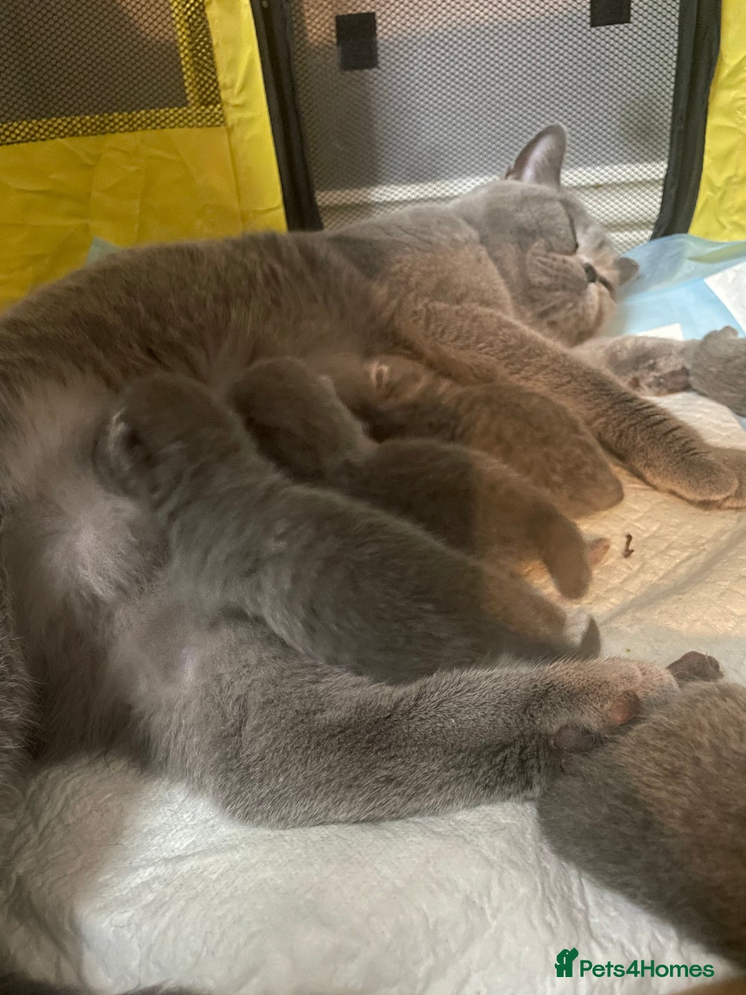 British Shorthair cats for sale: Stunning pure bred BSH kittens - Advert 13