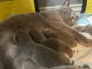 British Shorthair cats Stunning GCCF Purebred BSH Kittens - Advert 5