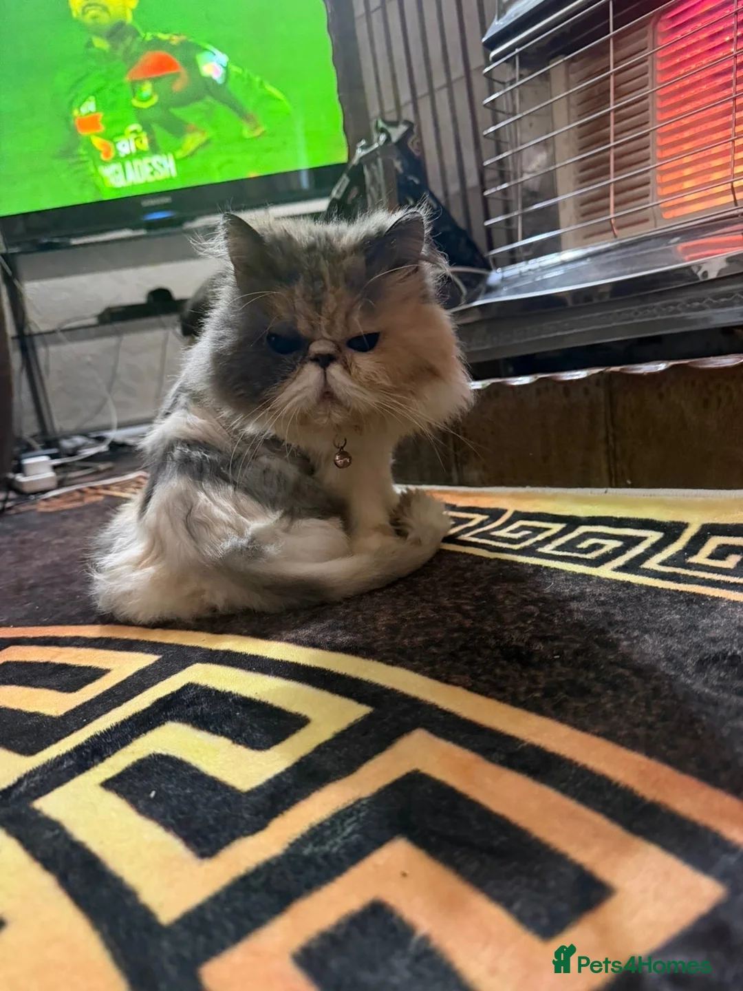 Persian cats for sale: Persian girl  in Bradford - Advert 3
