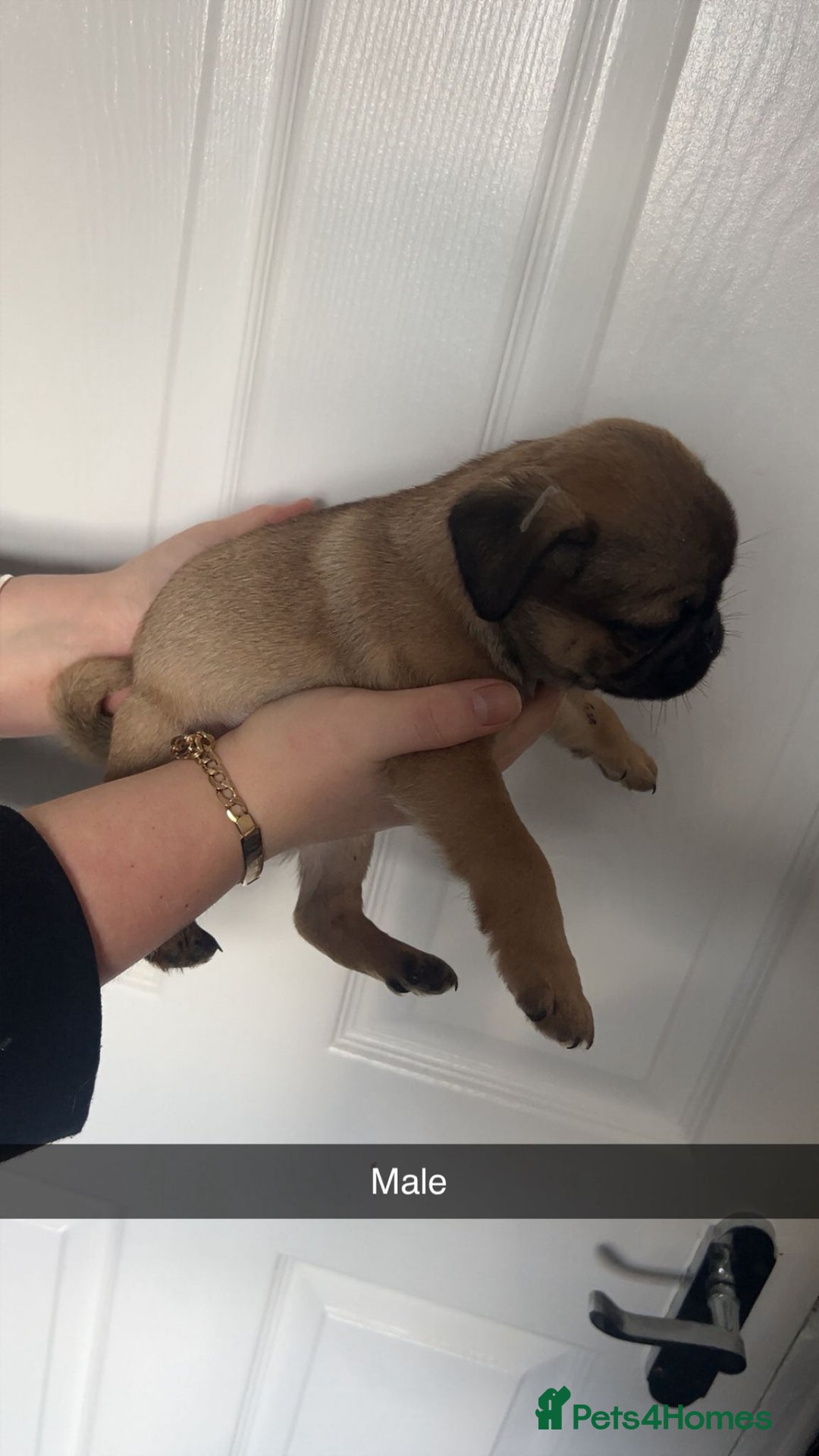 Mixed Breed dogs for sale: Perfect litter of pug cross shih-tzu  - Advert 9