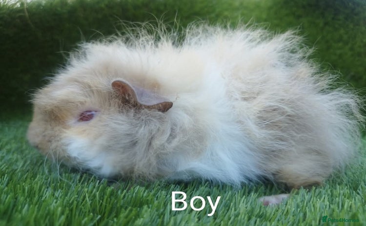 Guinea Pig rodents - Advert 16