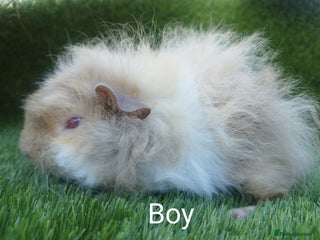 Guinea Pig rodents - Advert 6