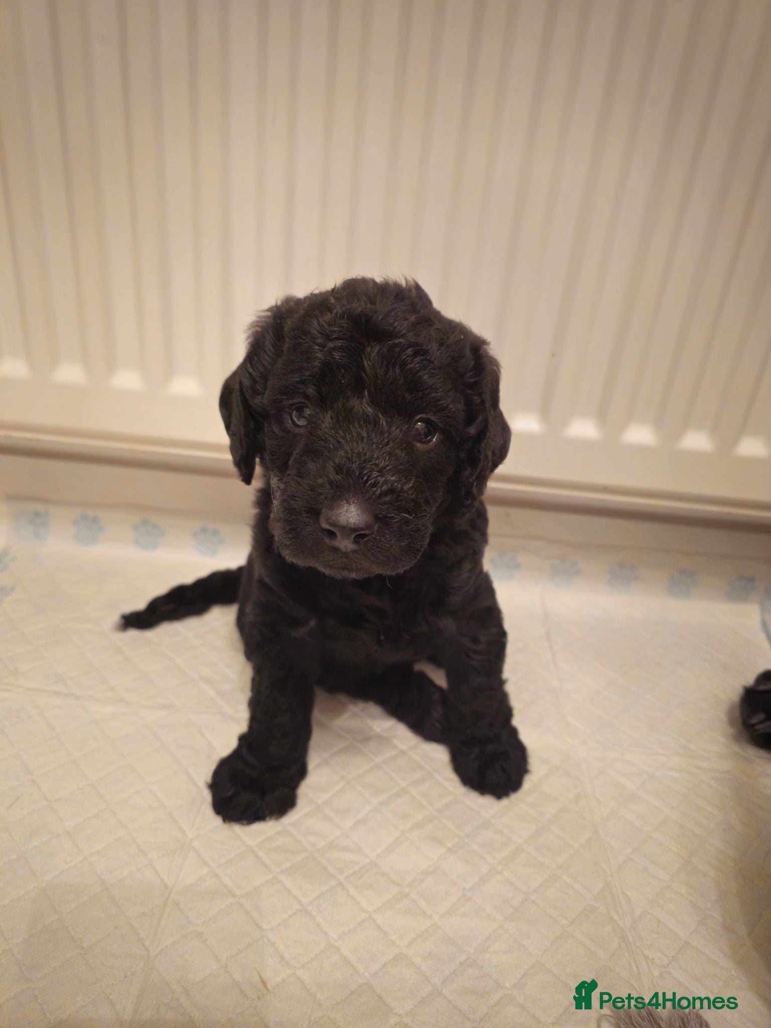 Labradoodle dogs Miniature labradoodle  - Advert 2