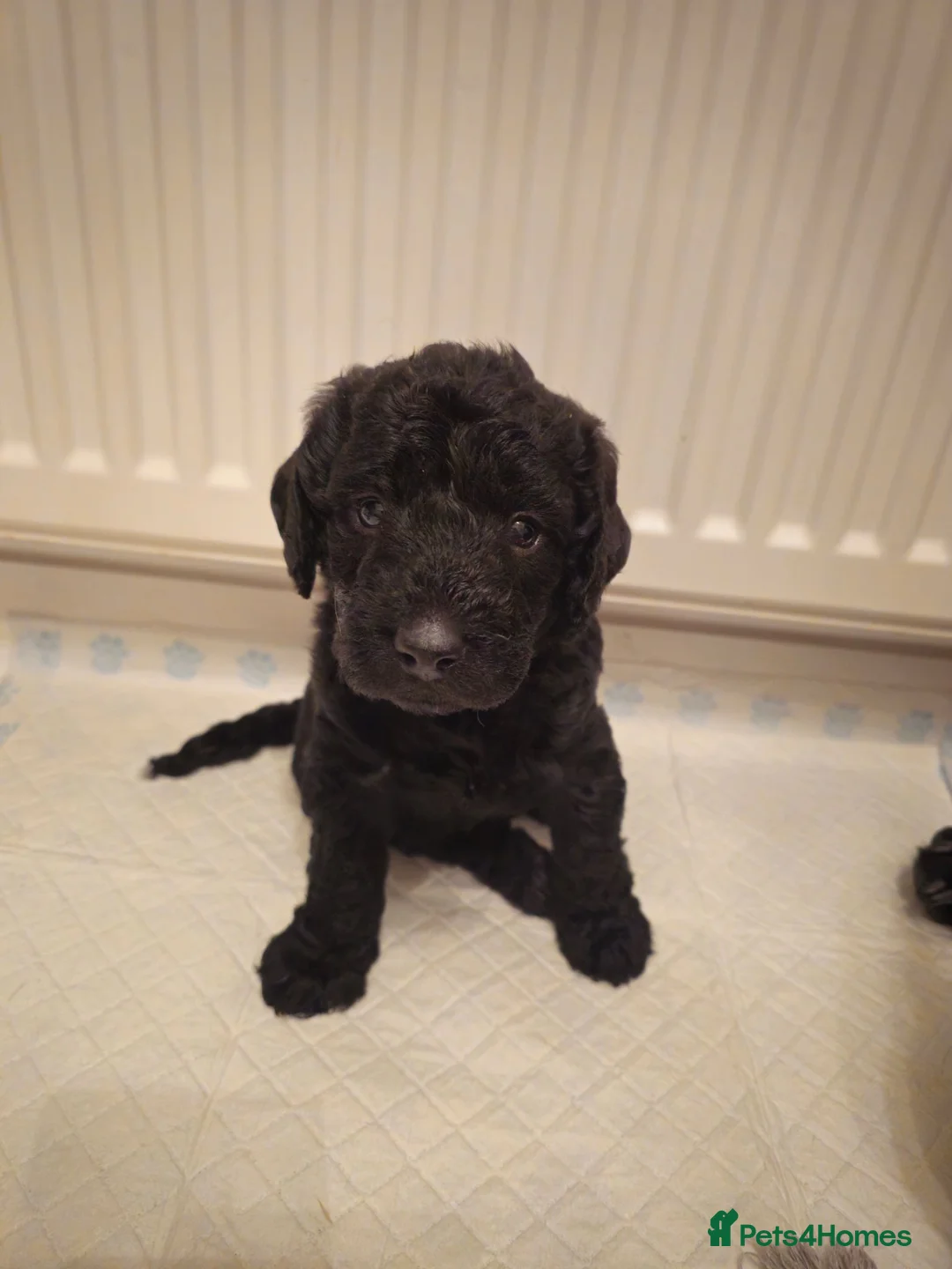 Labradoodle dogs for sale: Miniature labradoodle ready to leave now - Advert 2