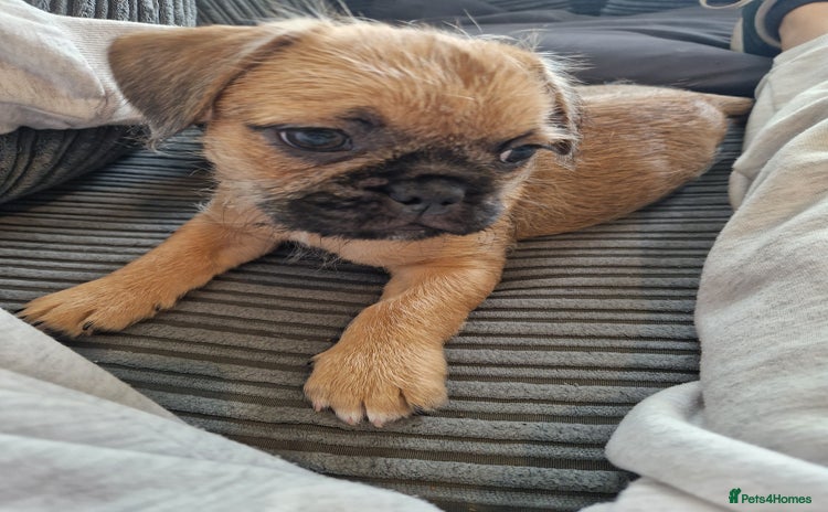 Mixed Breed dogs in Oldham - Advert 15