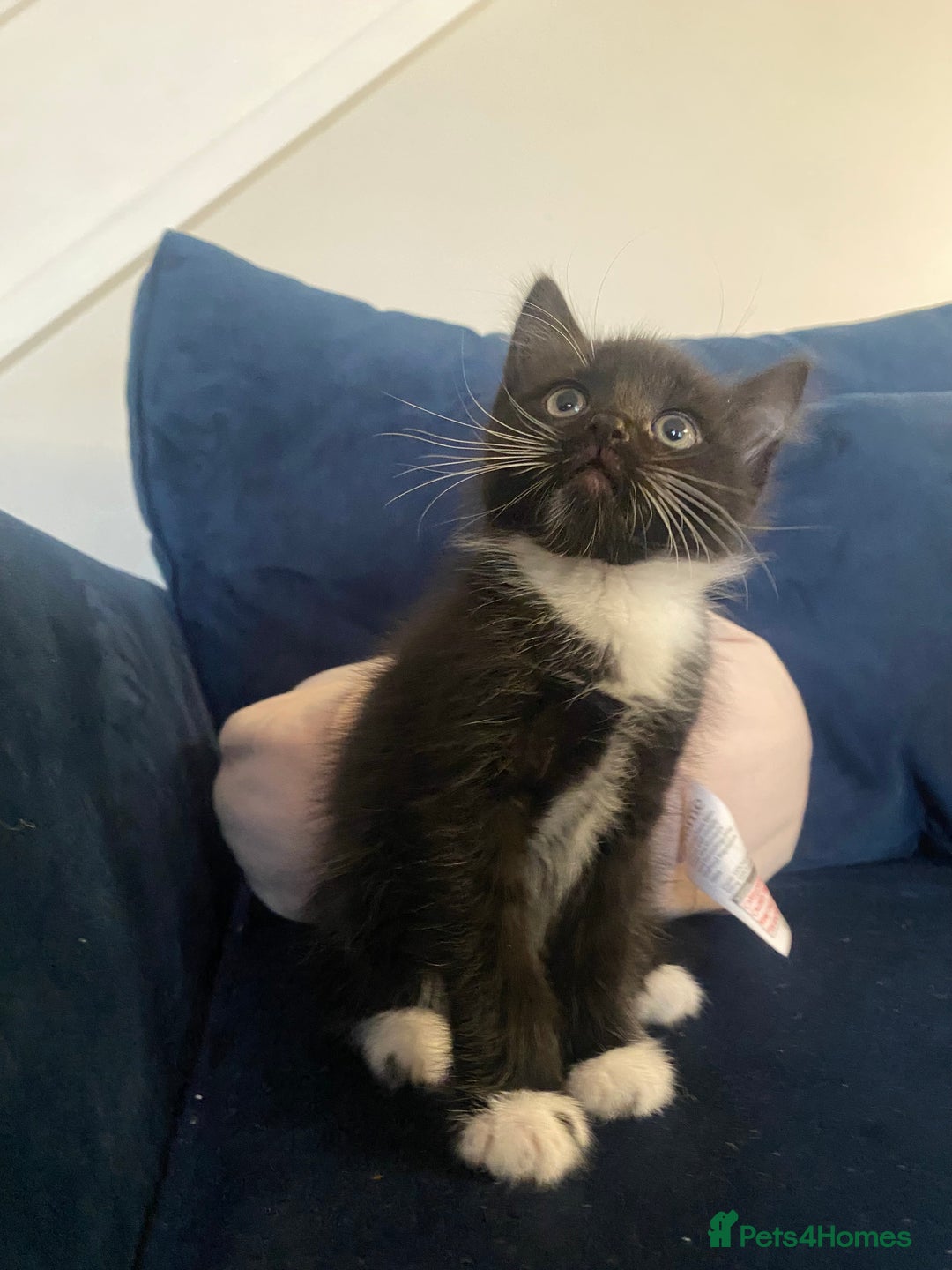 Mixed Breed cats for sale: 3 super fluffy cute kittens  - Image 12