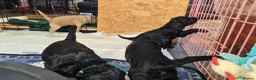 Mixed Breed dogs for sale: Cocker / goldendoodle puppies - Advert 7
