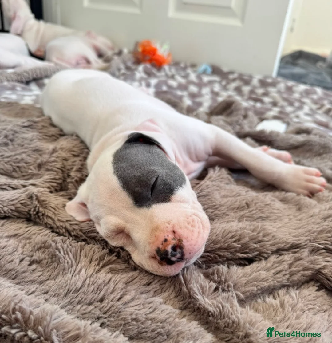 Staffordshire Bull Terrier dogs for sale: 🐾 Only 3 beautiful puppies remaining! 🐾 - Advert 2