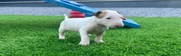 English Bull Terrier dogs for sale: Stunning English bull terrier puppies for sale  - Advert 15
