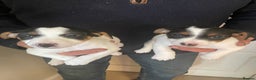 Jack Russell dogs for sale: Jack Russell Puppies  - Advert 6