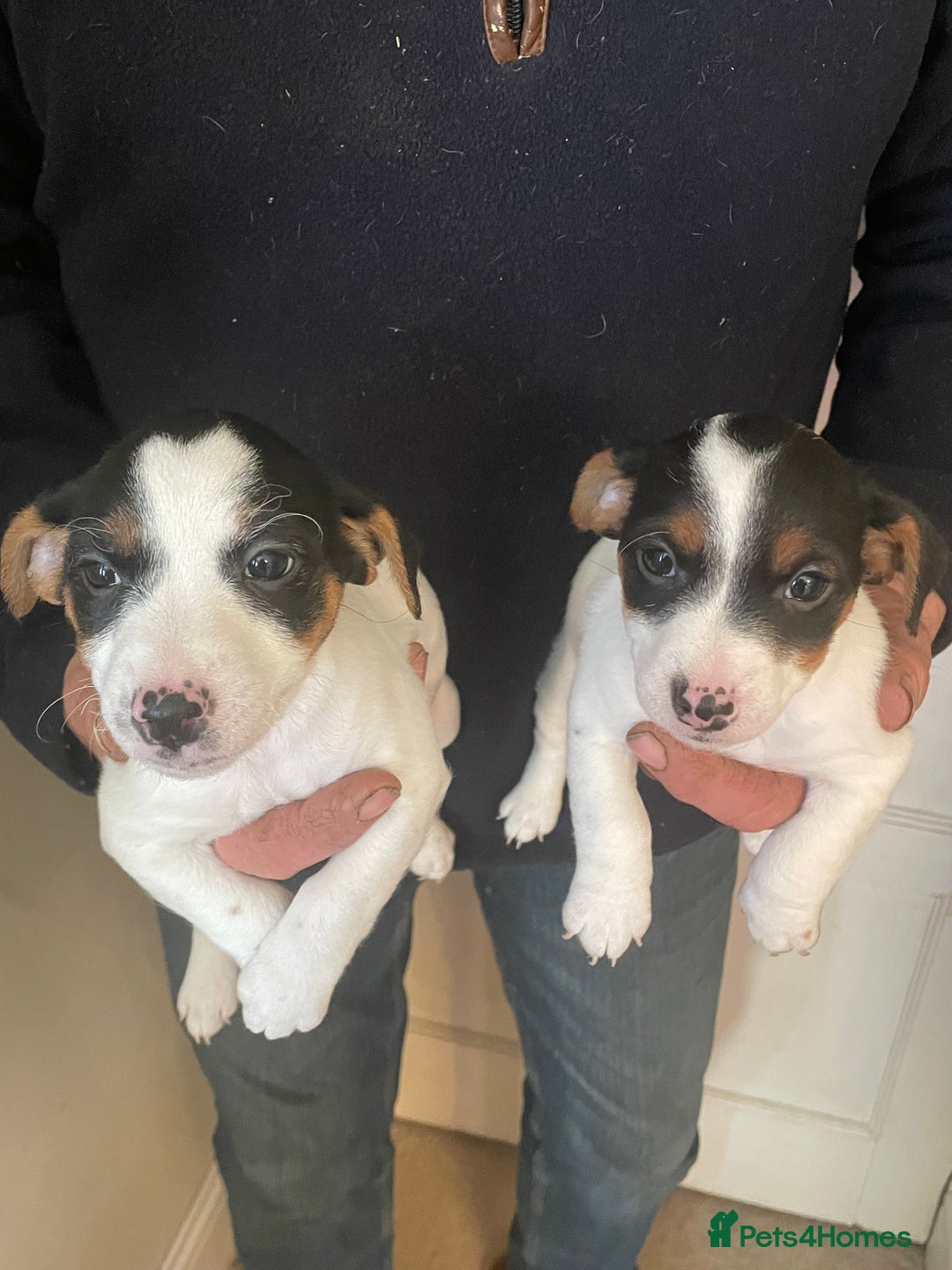 Jack Russell dogs for sale: Jack Russell Puppies  - Advert 6