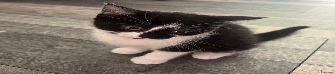Domestic Shorthair Kitten 1