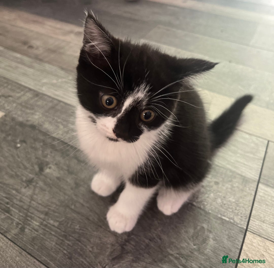 Domestic Shorthair cats for sale: Cute kittens looking for loving homes - Image 3