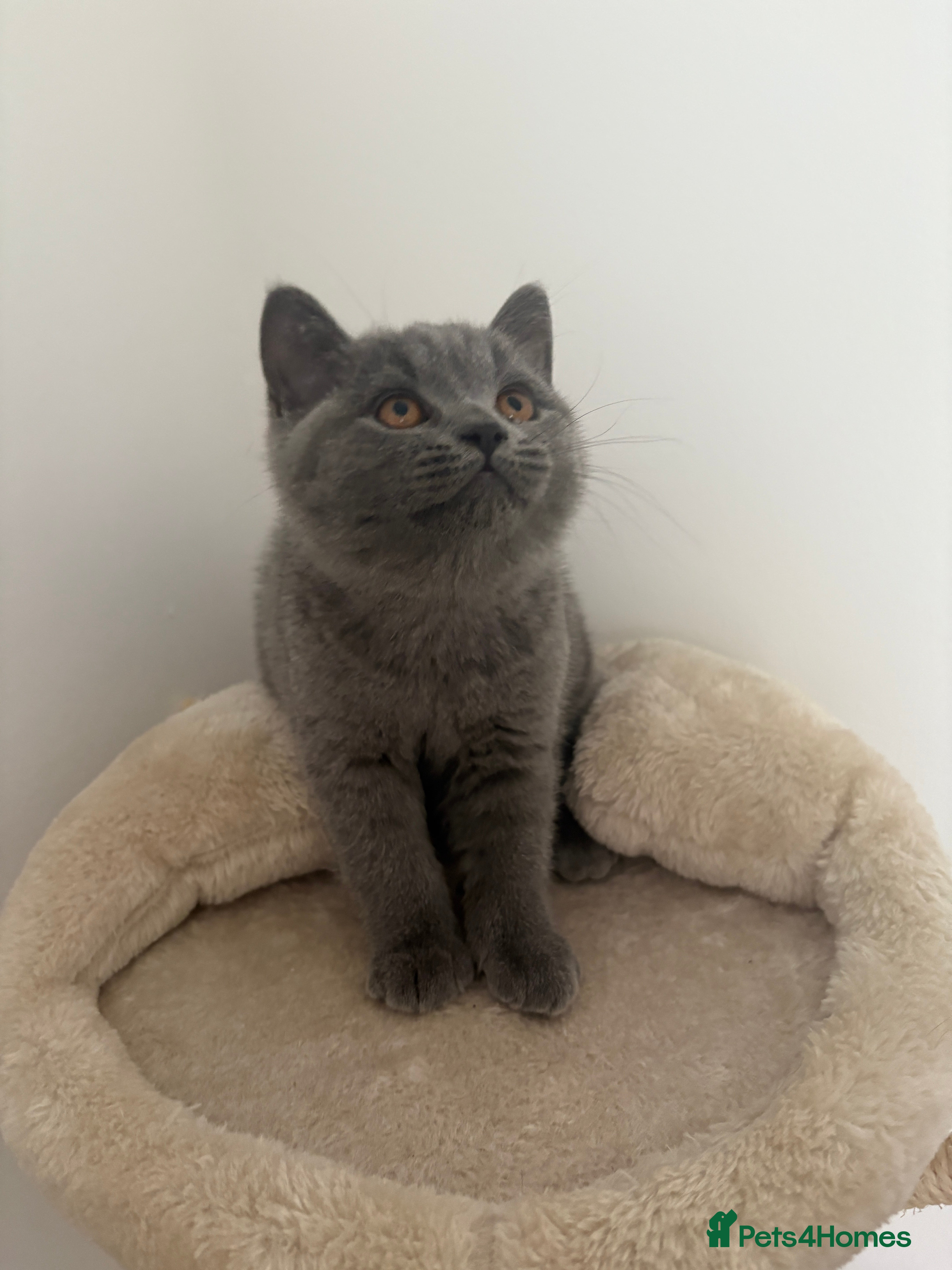 British Shorthair cats British Shorthair Blue-Grey Girl Kitten - Advert 3