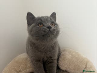 British Shorthair cats British Shorthair Blue-Grey Girl Kitten - Advert 3