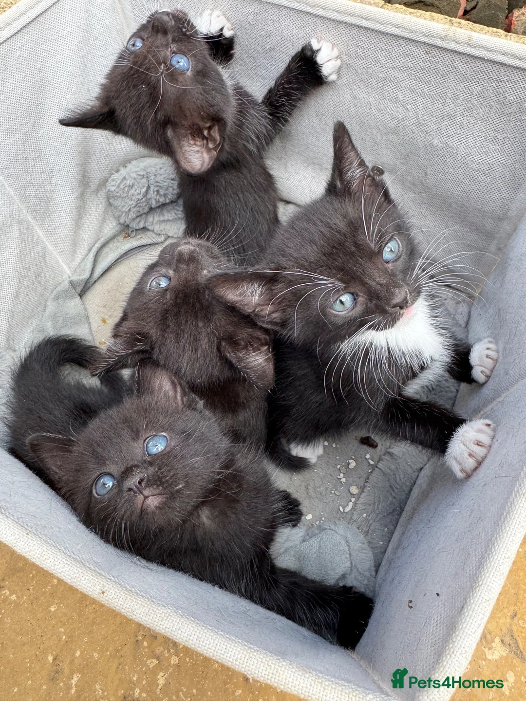 Domestic Shorthair cats for sale: Kittens for sale  in Kettering - Advert 2