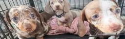 Miniature Dachshund dogs for sale: Fully vaccinated READY NOW Minature Dachshund Pups - Advert 11