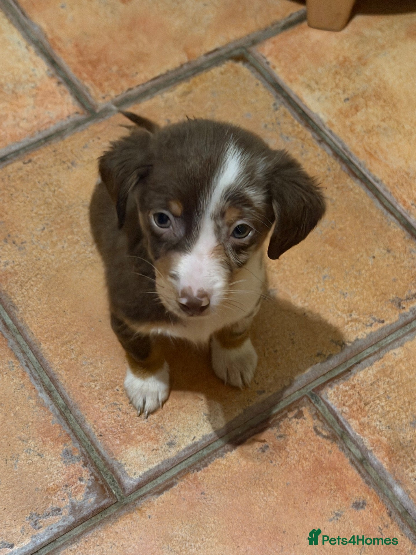 Mixed Breed dogs sausage x pom  - Advert 17
