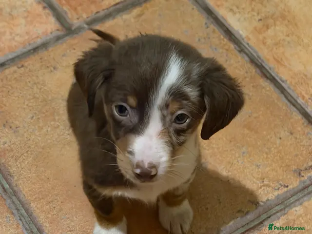 Mixed Breed dogs sausage x pom - Advert 16