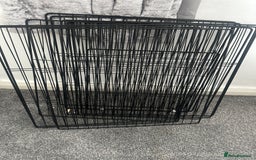 Mini Lop rabbits for sale: Mini lop rabbit - Image 9