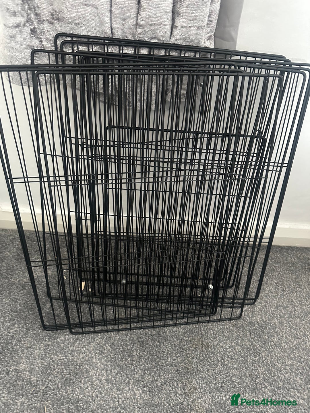 Mini Lop rabbits for sale: Mini lop rabbit - Image 9