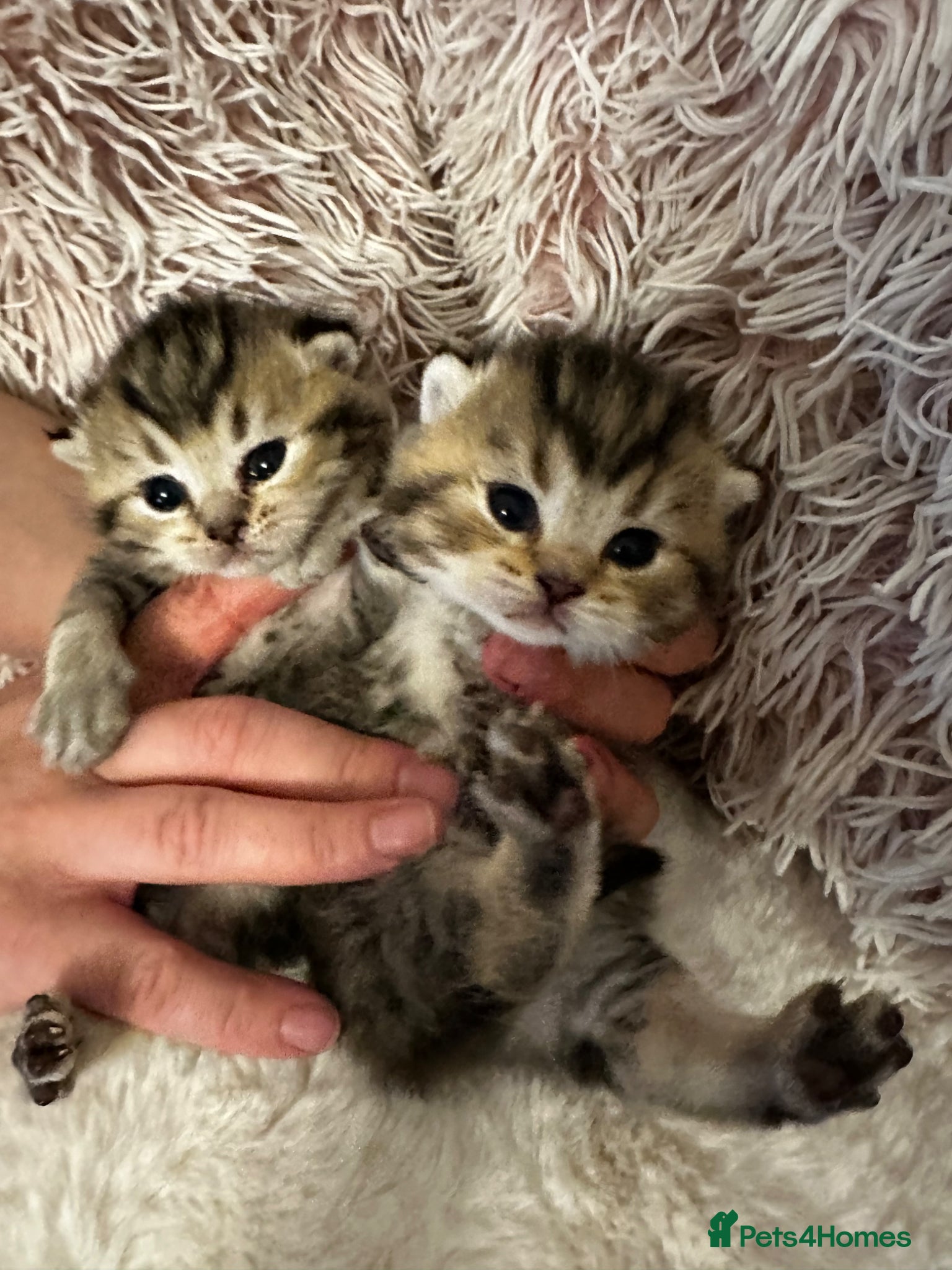 British Shorthair cats Golden BSH Kittens  GCCF Registered - Chunky bear  - Advert 1