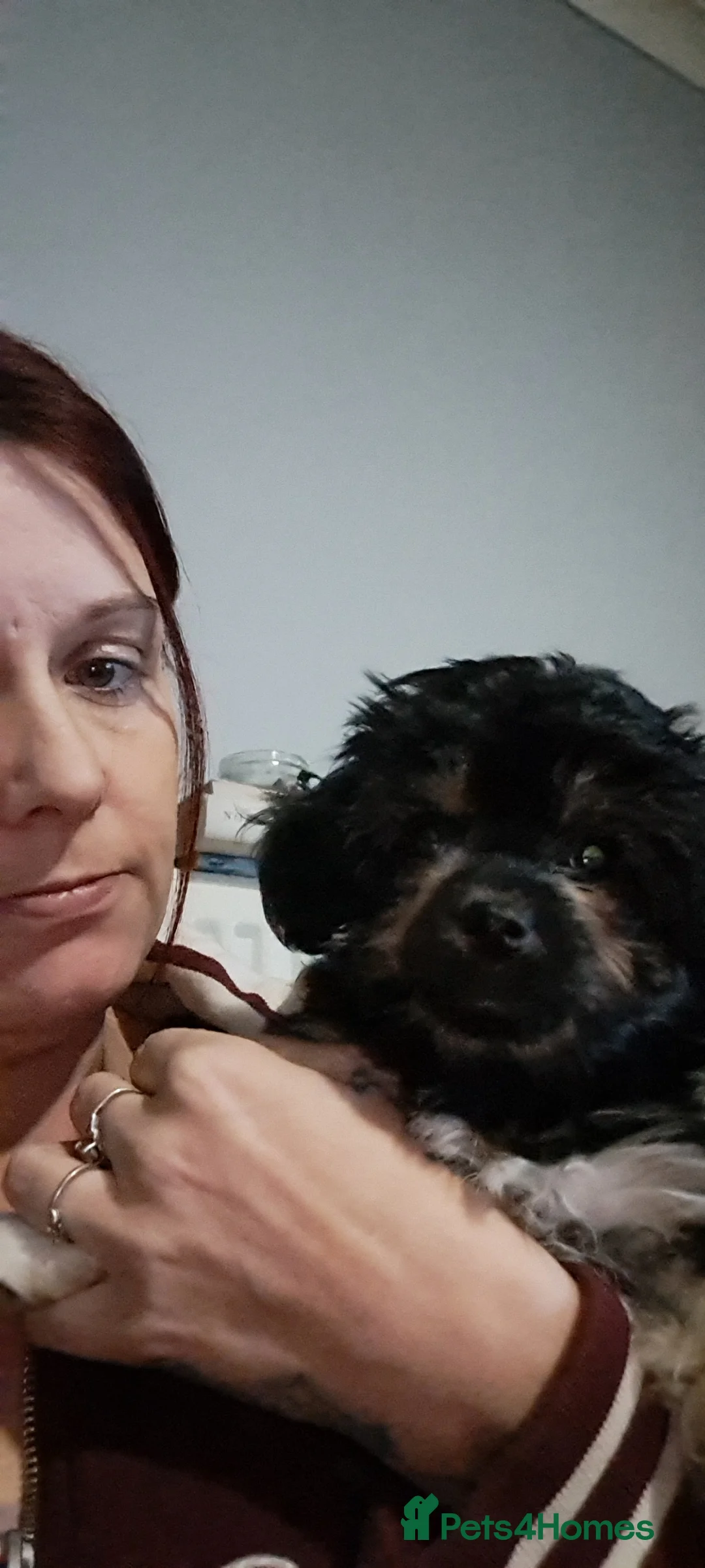 Mixed Breed dogs for sale: Male pup 5 months  - Advert 1