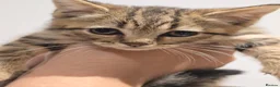 Mixed Breed cats for sale: Scottish Straight Cross Kittens  - Advert 13