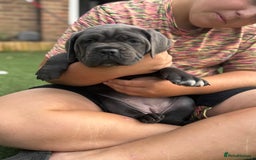 Cane Corso dogs for sale: Cane corso puppies  - Image 12