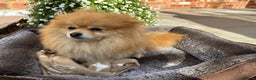 Pomeranian dogs for sale: Stunning Orange Boy - Advert 7
