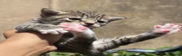 Mixed Breed cats for sale: Mixed breed Kittens - Advert 7
