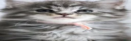 Maine Coon cats for sale: Ready to go, stunning TICA Registered Maine Coons - Advert 24