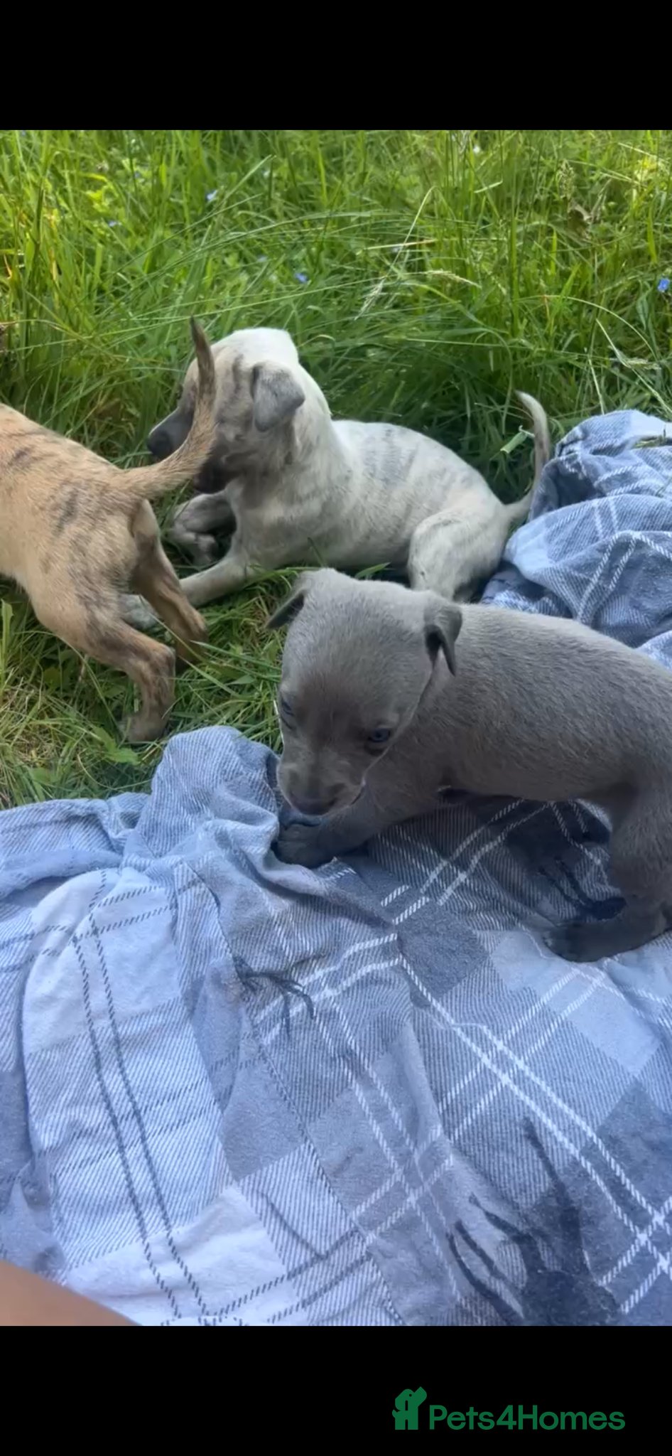 Whippet dogs Whippet puppies - Advert 1