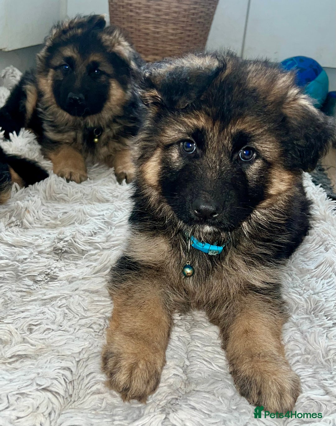 German Shepherd dogs for sale: 🌟READY🌟- KC registered Long Haired GSD pups♥️ - Image 8
