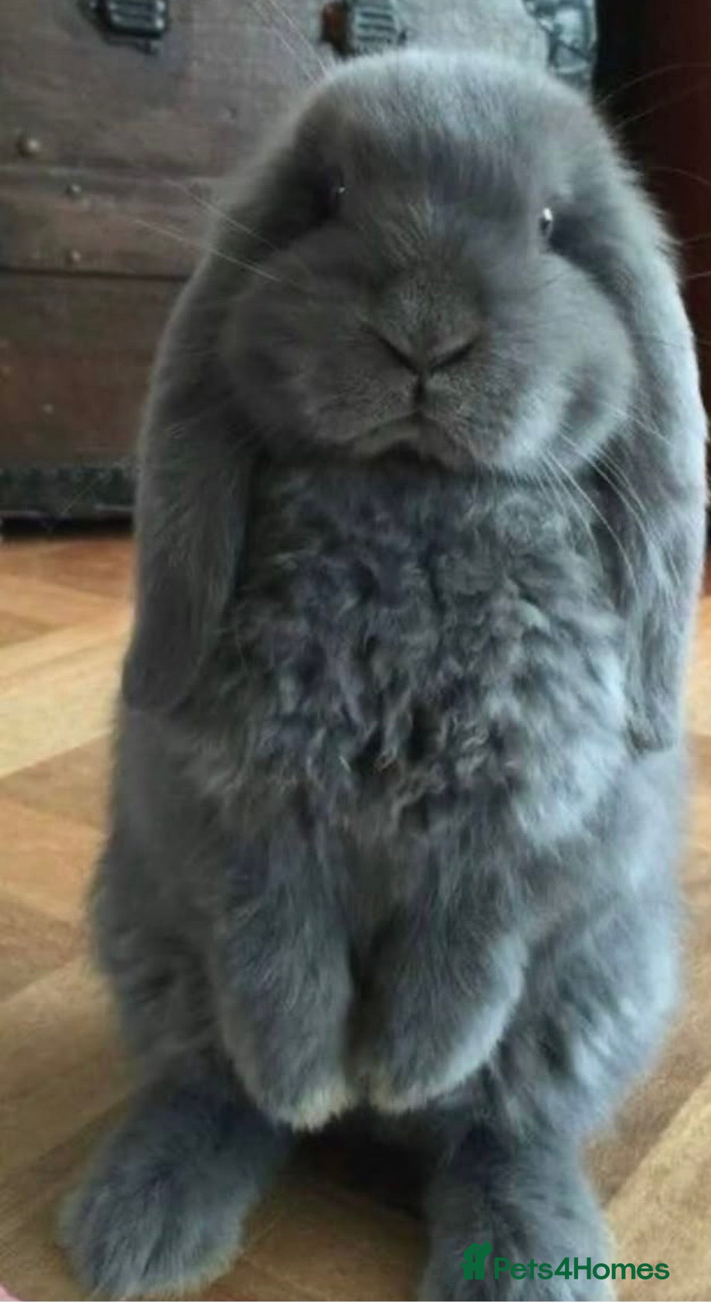French Lop rabbits Stunning French lop babies - Advert 1