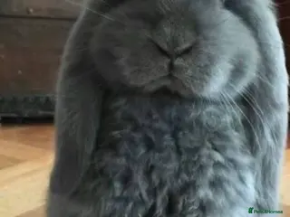 French Lop rabbits for sale: Stunning French lop babies - Advert 2