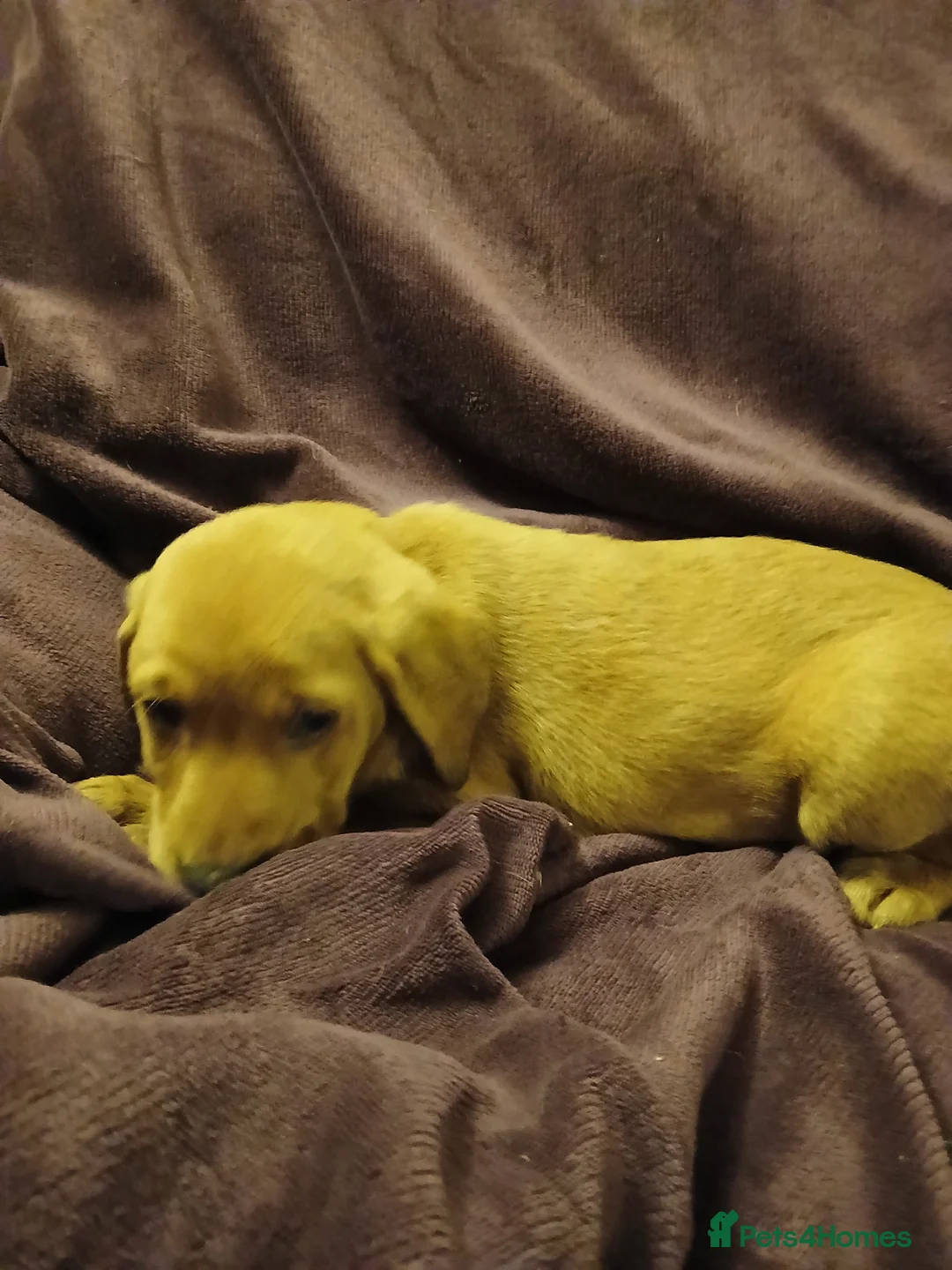 Labrador Retriever dogs for sale: Fox red labrador puppies - Advert 9