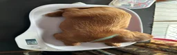 Irish Setter dogs for sale: Irish Setter Puppies in Galashiels - Advert 14