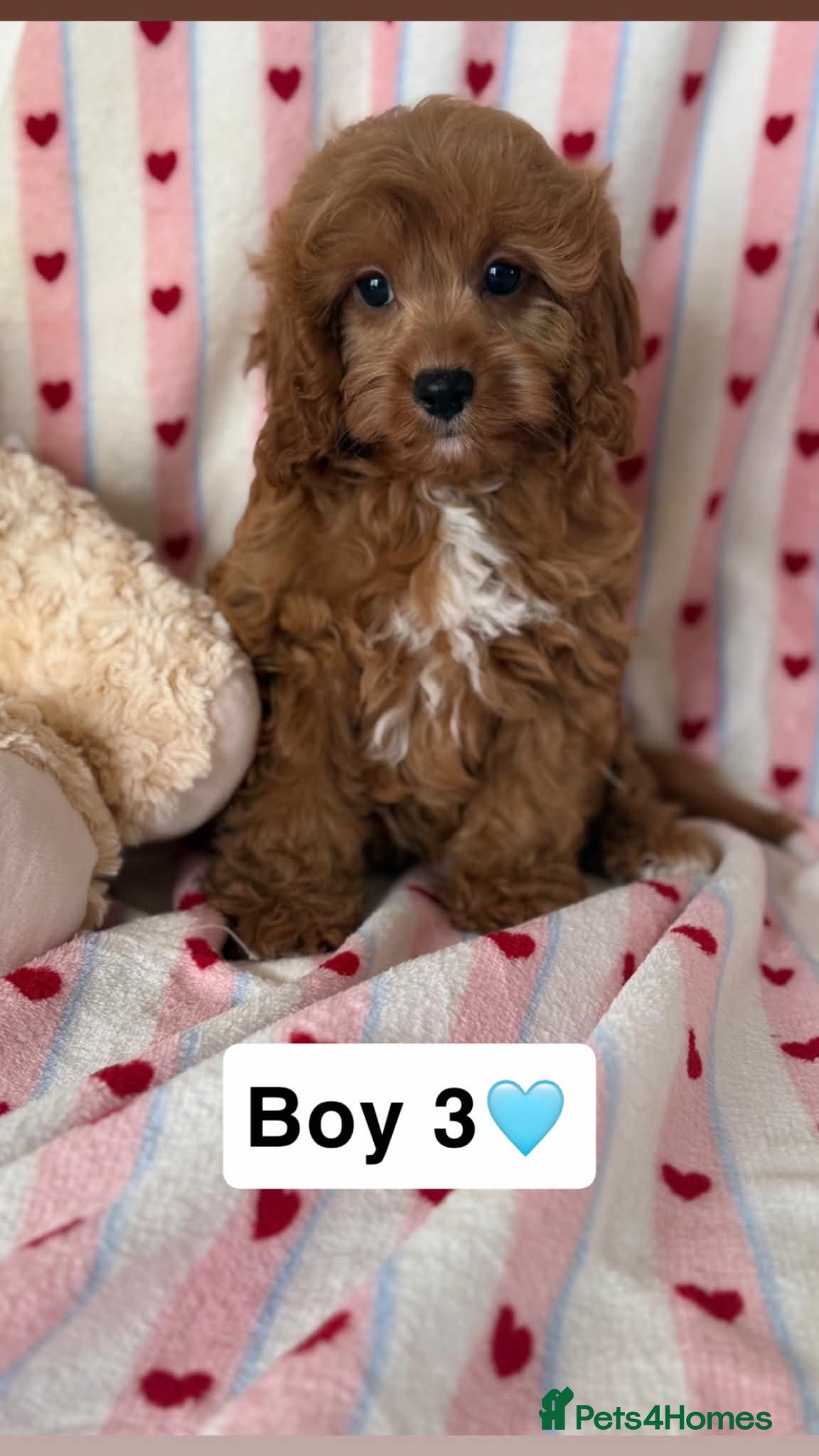 Cavapoo dogs Stunning cavapoo pups - Advert 2