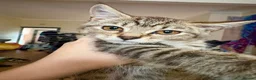 Mixed Breed cats for sale: Little ones are looking for loving home - Advert 16
