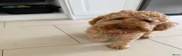 Cockapoo dogs for adoption: ✈️🐾 GOOSE IS READY TO BE YOUR WINGMAN! 🐾✈️ - Advert 3