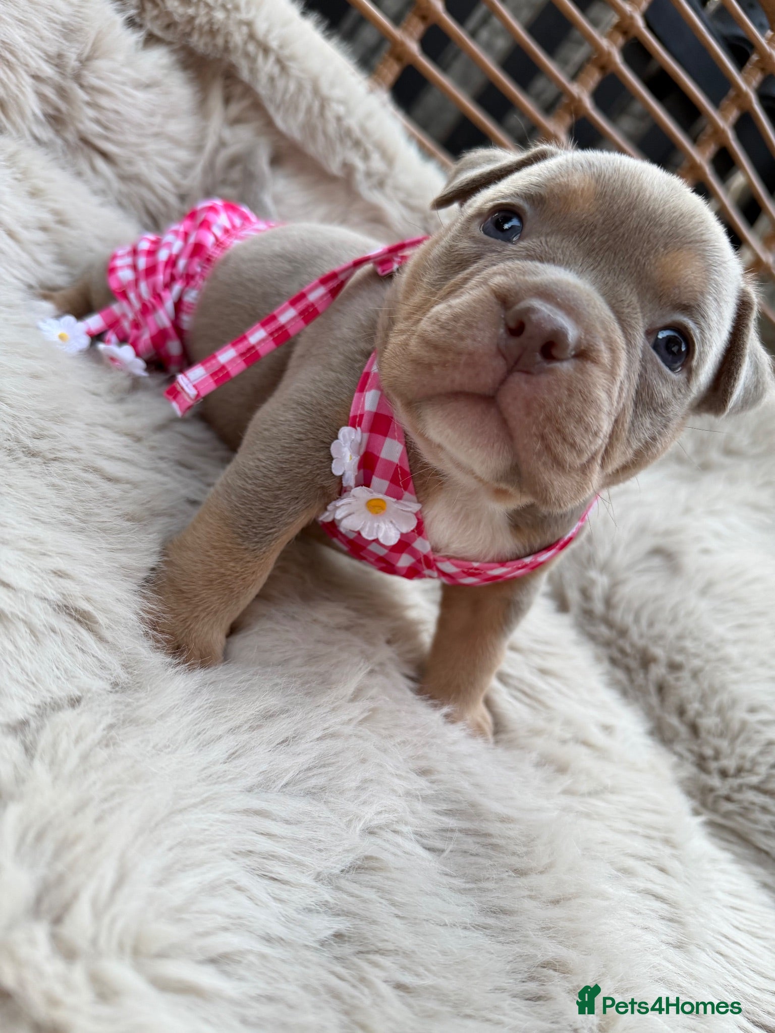 American Bully dogs 🐾Exceptional ABKC Lilac Tri Pocket Bully Puppies - Advert 6