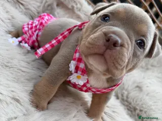 American Bully dogs 🐾Exceptional ABKC Lilac Tri Pocket Bully Puppies - Advert 1
