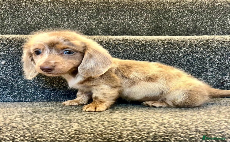 Miniature Dachshund dogs - Advert 14