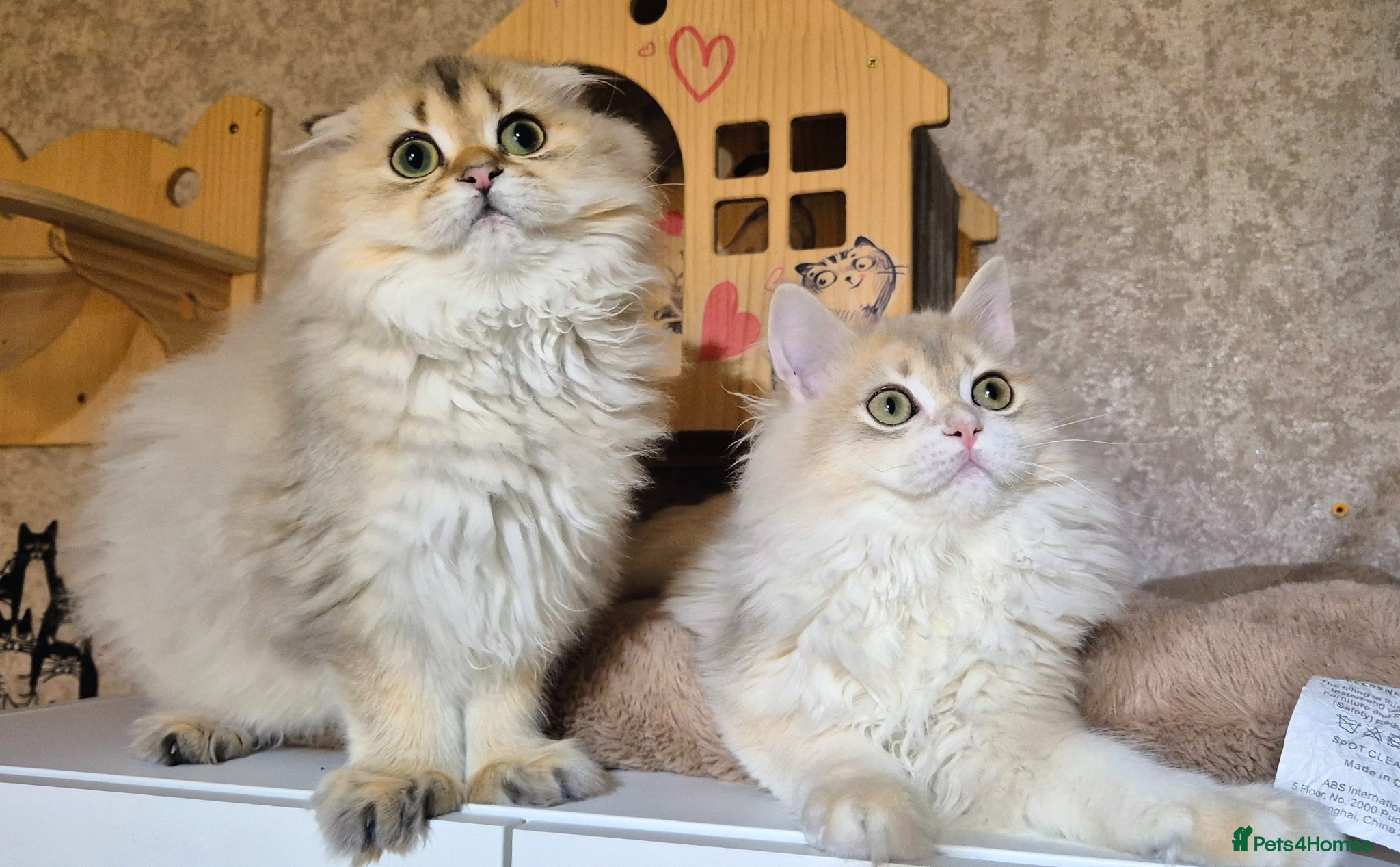 Scottish Fold cats Ready to go TICA reg. British Shorthair kittens - Advert 1