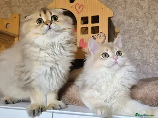 Scottish Fold cats Ready to go TICA reg. British Shorthair kittens - Advert 1