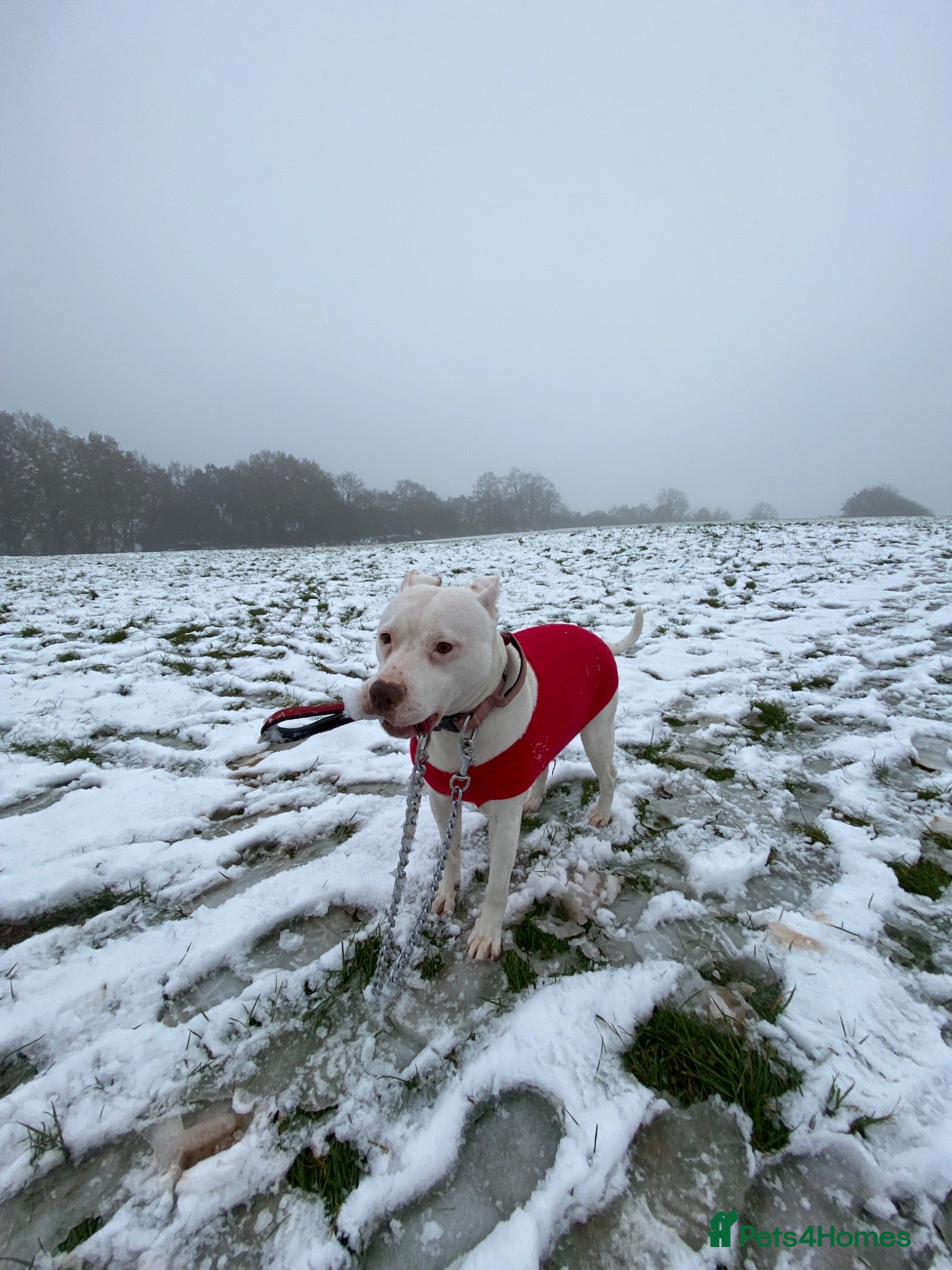 Mixed Breed dogs American bull staff   - Advert 3