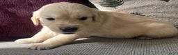 Golden Retriever dogs for sale: KC REG Extensively Health tested cream/gold pups - Advert 6